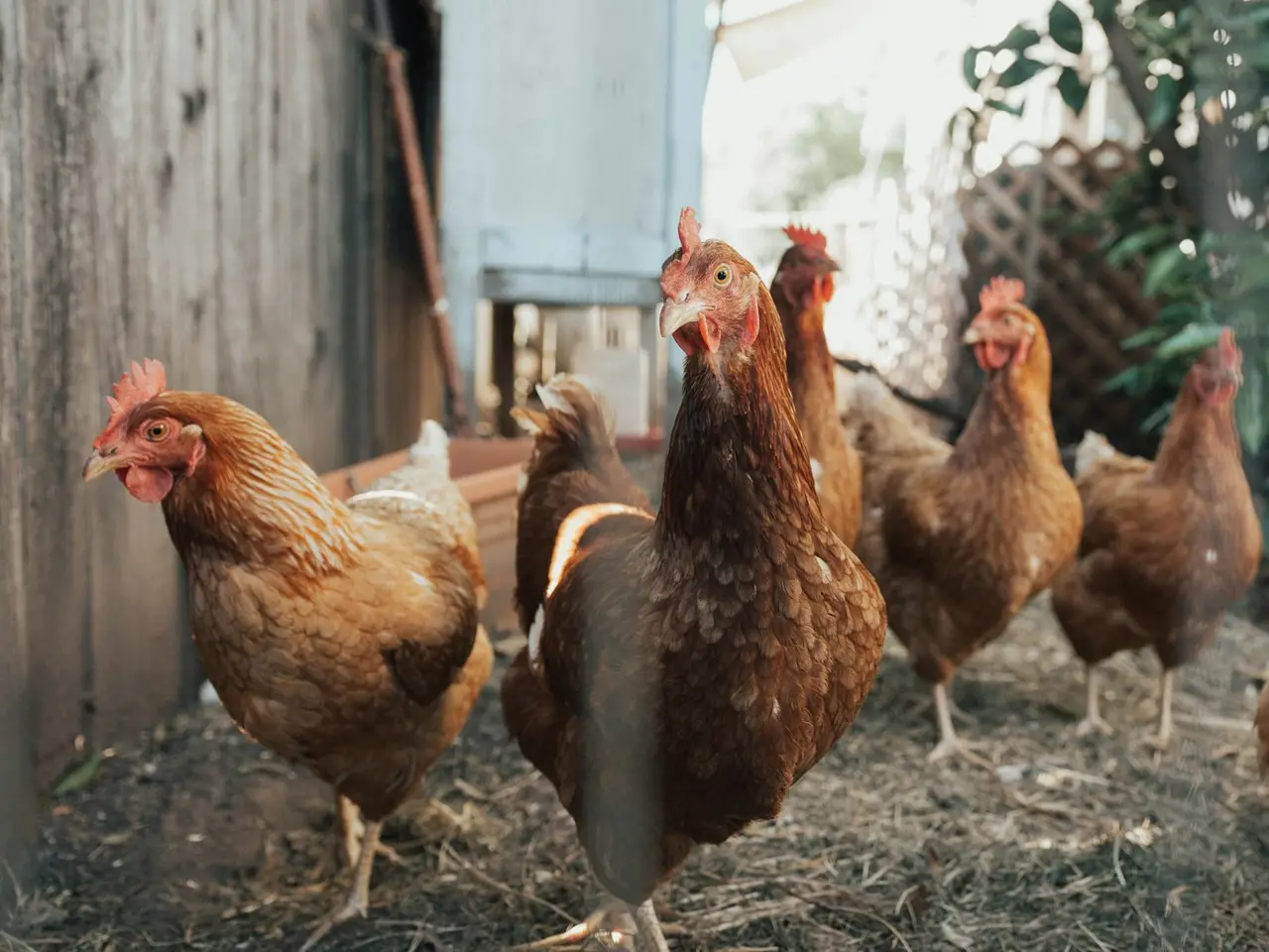 Brown hens beside a fence
