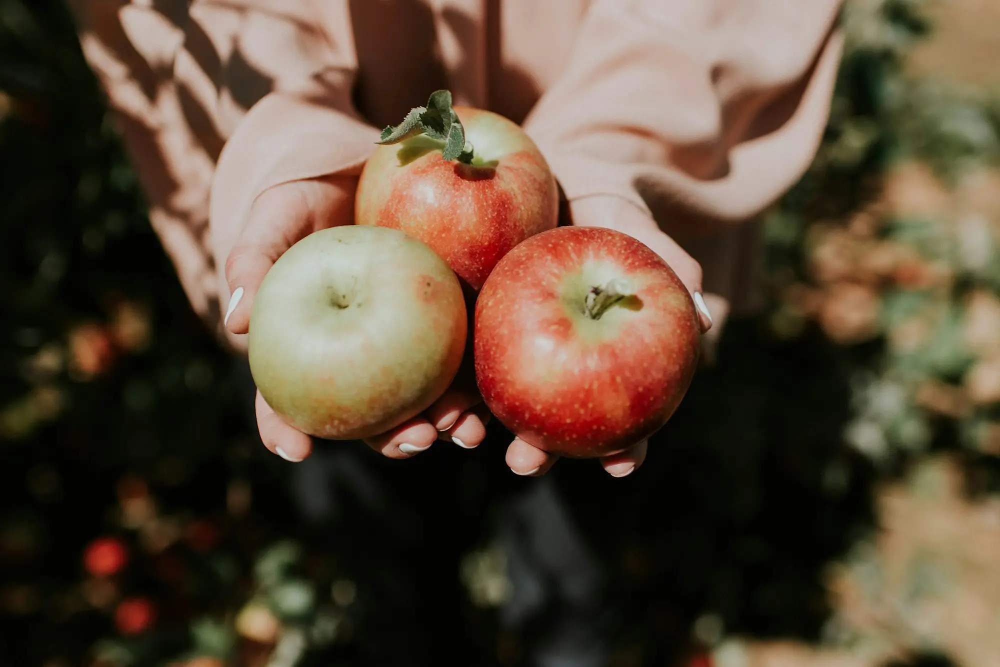 Hands holding three red apples in an orchard