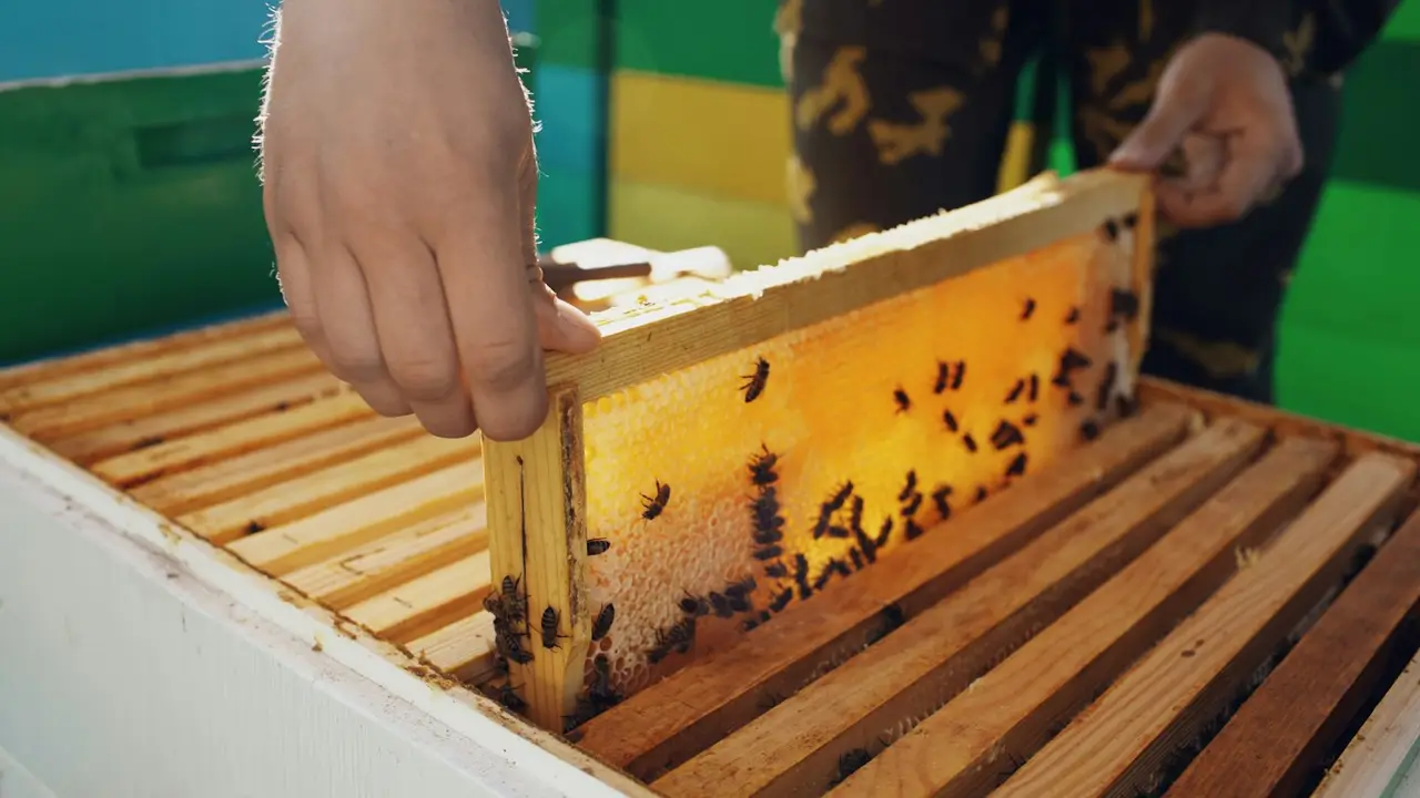 A beekeeper lifting a frame of honeycomb