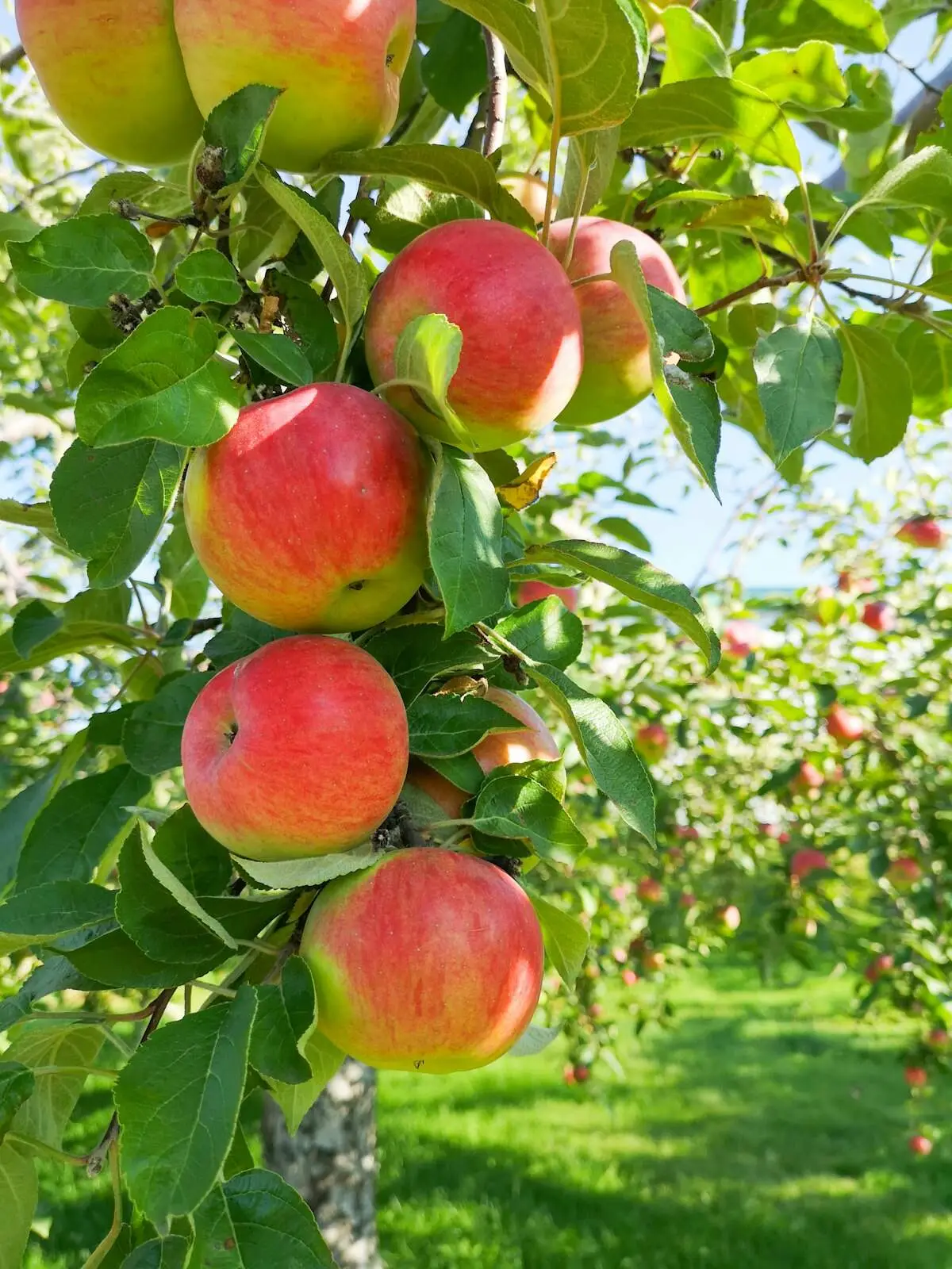 Red apples on a tree
