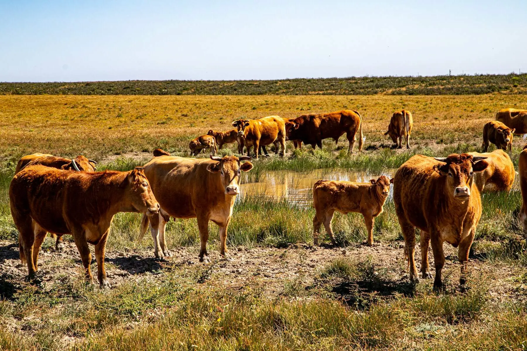 Brown cows and calves grazing in a sunny field